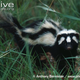 Illustration for article titled Monday Mustelid - Ictonyx striatus Edition